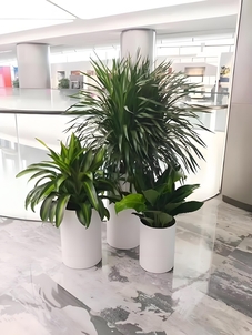 奉化盆景租赁价格实惠